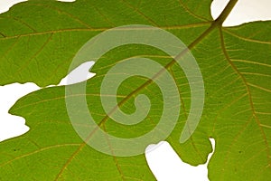 LOBED GREEN FIG LEAF ON A LIGHT SCREEN