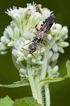 Lobed Mason Wasp - Ancistrocerus antilope