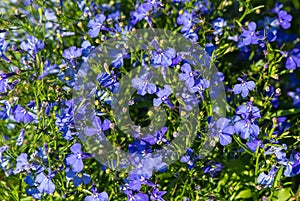 Lobelia