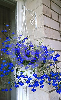 Lobelia ampelous blue in white pot on vintage metal hook. Bright flowers on window. Blooming Garden on balcony. Home Gardening.