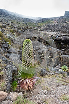 Lobelia deckenii, a species of Giant Lobelia growing in a river valley on Mount Kilimanjaro, Tanzania.