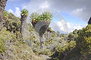 This lobelia is endemic to Kilimanjaro