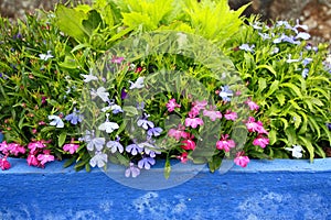 Lobelia erinus in a blue pot