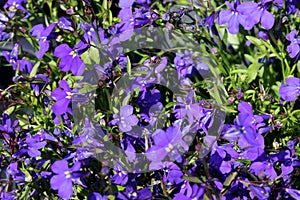 Lobelia erinus `Crystal Palace`