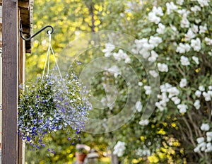 Lobelia erinus flower edging lobelia, garden lobelia or trailing lobelia hanging on iron wall hanging flower .