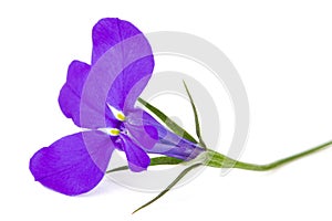 Lobelia erinus flower, isolated on white background