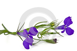 Lobelia erinus flower, isolated on white background