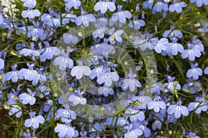 Lobelia erinus flowers