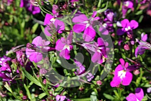 Lobelia erinus `Rose`