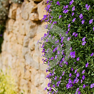 Lobelia erinus small purple magenta flowers