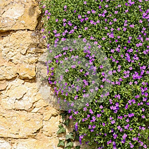 Lobelia erinus small purple magenta flowers