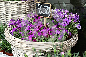 Lobelia erinus