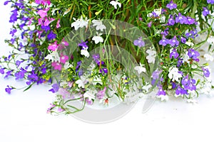 Lobelia flowers