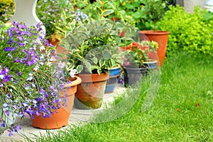 Lobelia flowers and plants
