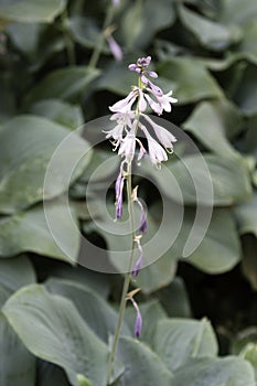 Lobelia Lobelias Flower up close