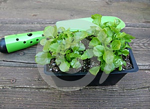 Lobelia seedlings and green shovel