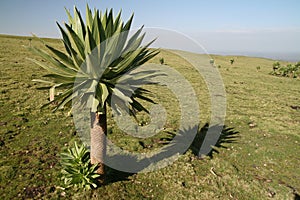 Lobelia in Simien mountains photo