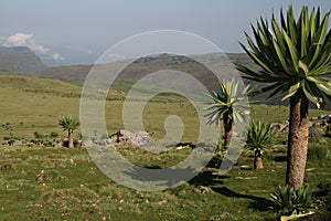 Lobelia in Simien mountains photo