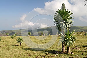 Lobelia in Simien mountains