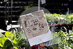 Lobelia trailing plants for sell