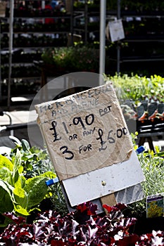 Lobelia trailing plants for sell