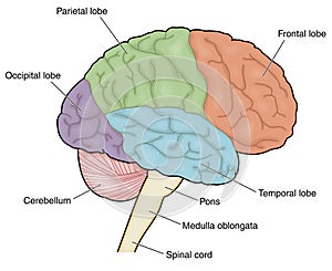 Lobes of the brain photo