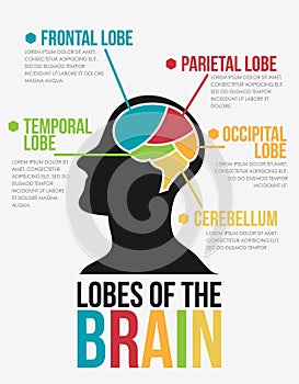 Lobes of The Brain. Infographic Vector Design photo