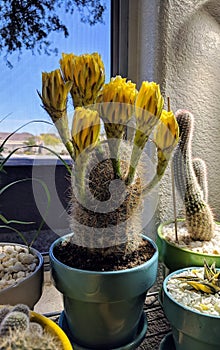 Lobivia aracnacantha cactus