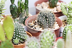 Lobivia cactus in pot photo