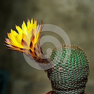 Lobivia famatimensis - cactus blooming with a yellow flower in the spring collection, Ukraine