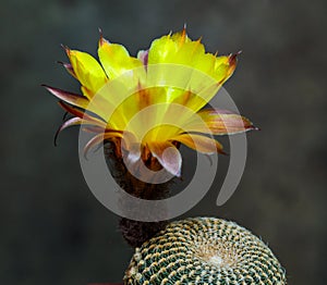 Lobivia famatimensis - cactus blooming with a yellow flower in the spring collection, Ukraine