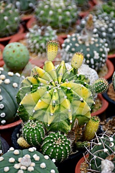 Lobivia hybrid variegated in cactus farm