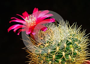 Lobivia sp., cactus blooming with a red flower in the spring collection, Ukraine