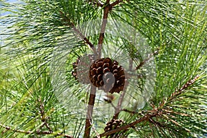 Loblolly Pine