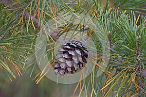 Loblolly pine cone