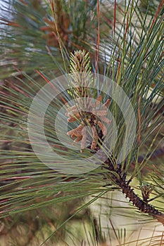 Loblolly pine pollen cones