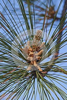 Loblolly pine pollen cones