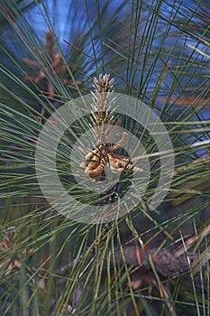 Loblolly pine pollen cones