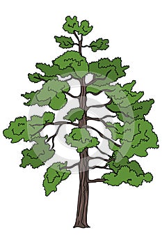 Loblolly Pine Tree illustration vector