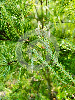 Loblolly Pine Tree in North Carolina