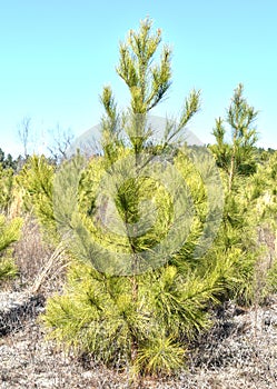 Loblolly Pine Tree in South Carolina