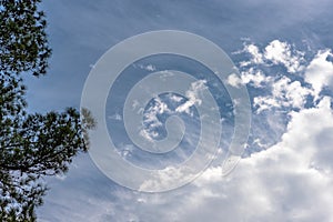 Loblolly pines against blue sky with wispy clouds