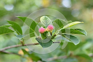 Lobner Magnolia Merrill immature fruit. without flowers