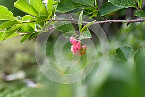 Lobner Magnolia Merrill immature fruit. without flowers