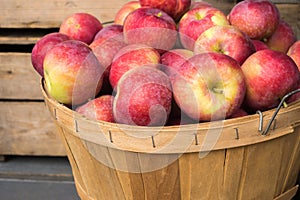 Lobo apples in a basket photo