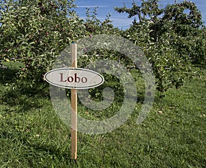 Lobo apples on a tree