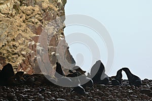 Lobo marino peruano Arctophoca australis ssp photo