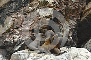Lobo marino peruano Arctophoca australis ssp photo