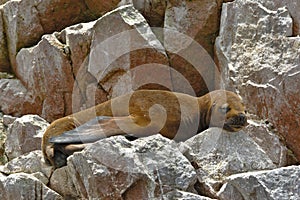 Lobo marino peruano Arctophoca australis ssp photo