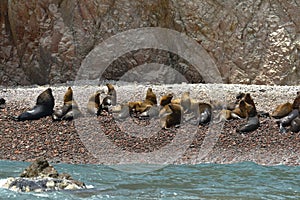 Lobo marino peruano Arctophoca australis ssp photo